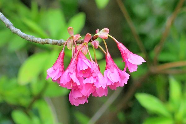 寒緋桜 下向きに咲く濃いピンク色 みんなの趣味の園芸 Nhk出版 Yoshitomoさんの園芸日記