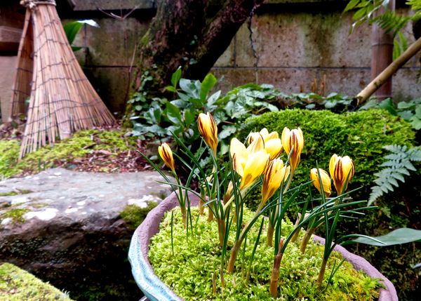 庭の蹲 つくばい 辺り みんなの趣味の園芸 Nhk出版 ブランカさんの園芸日記