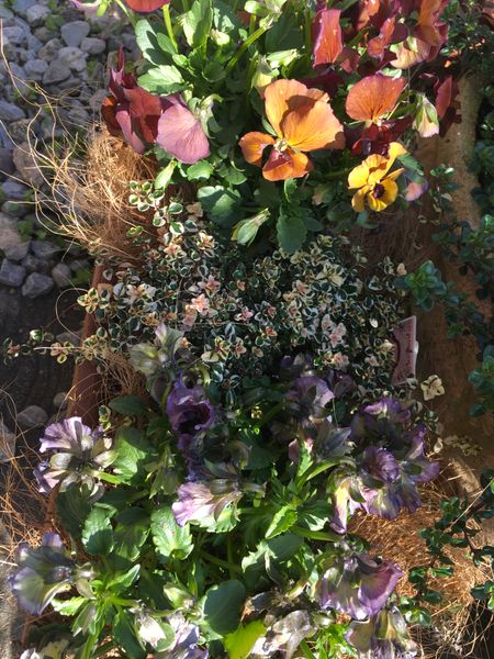 霧島からの贈り物 庭人さん ヴィオラの美しい咲姿をご覧ください みんなの趣味の園芸 Nhk出版 にくみそさんの園芸日記