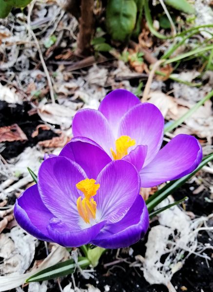 紫のクロッカス みんなの趣味の園芸 Nhk出版 グレェーチカさんの園芸日記