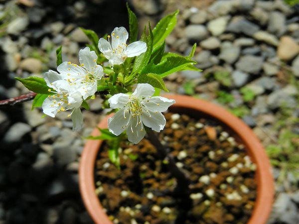 アメリカンチェリーの日記一覧 花が好きぃ さんの園芸日記 みんなの趣味の園芸