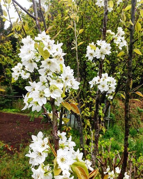 春の花木 黄色が終わって白い花が満開です みんなの趣味の園芸 By ナチュラルガーデン南阿蘇