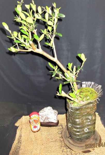 オリーブの小盆栽素材が出来たよ 役立ったペットボトル鉢です 園芸日記 By Meika みんなの趣味の園芸 6750