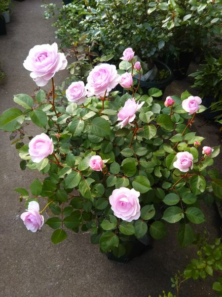 ピンク色の可愛いバラ オリビアローズオースチン 園芸日記 By ミルキー ノン みんなの趣味の園芸 6760