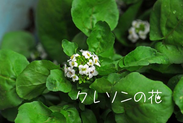 クレソンの花 四葉のクローバー 園芸日記 By Yamabousi502 みんなの趣味の園芸