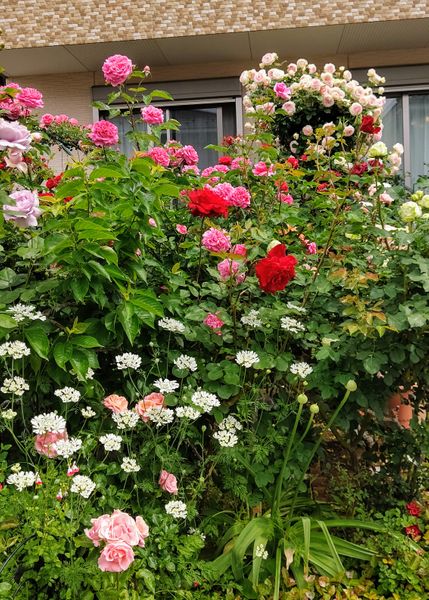 薔薇と合う花 オルレアとジキタリス みんなの趣味の園芸 Nhk出版 Wakabaさんの園芸日記 6845