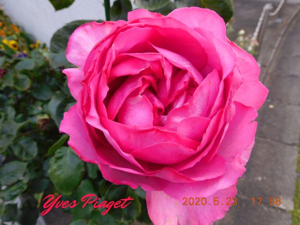 薔薇イブピアッチェとマダムフィガロの開花 みんなの趣味の園芸 Nhk出版 青君さんの園芸日記