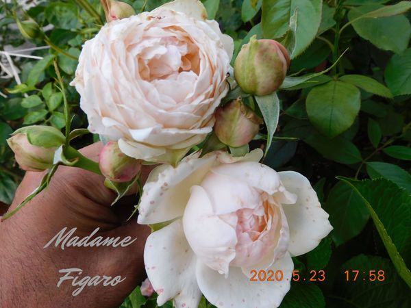 薔薇イブピアッチェとマダムフィガロの開花 写真2枚目 青君さんの日記 みんなの趣味の園芸 05 23