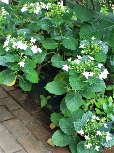 紫陽花 墨田の花火 みんなの趣味の園芸 Nhk出版 ねむりねこさんの園芸日記 687671