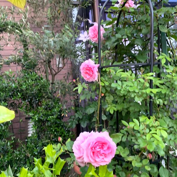 つるバラ 羽衣 玄関前の鉢植え みんなの趣味の園芸 Nhk出版 てんしさんの園芸日記