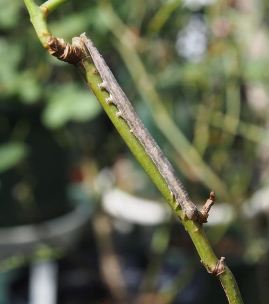 バラ の 蕾 を 食べる 虫