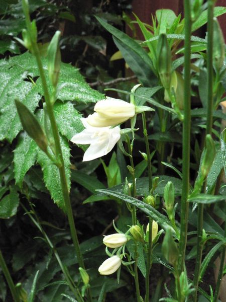 カンパニュラ 大型 白 と藤 咲きました みんなの趣味の園芸 Nhk出版 Drauroraさんの園芸日記