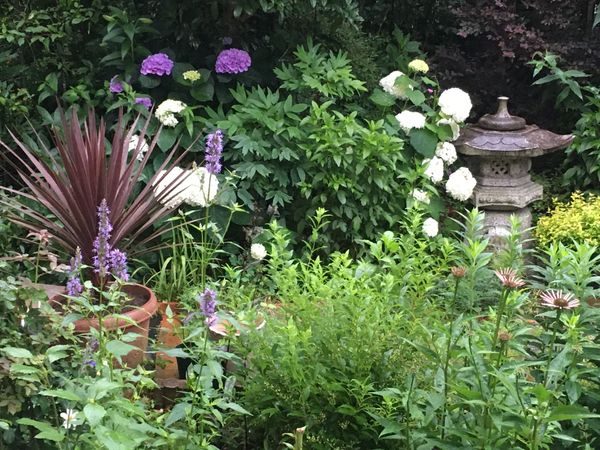 雨の庭とアナベルの切り戻し 園芸日記 By 弥生５月 みんなの趣味の園芸