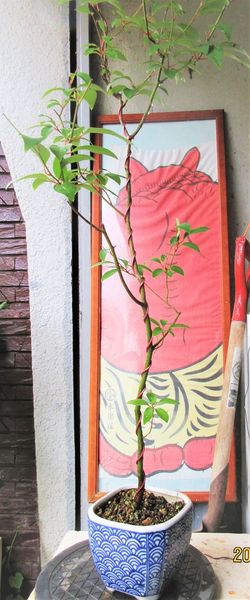 クロモジ の整姿と挿木 みんなの趣味の園芸 Nhk出版 Meikaさんの園芸日記
