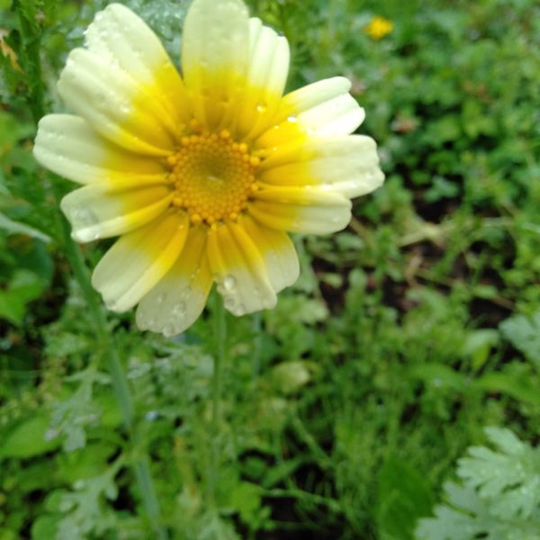 春菊の花 みんなの趣味の園芸 Nhk出版 白鳥大橋さんの園芸日記