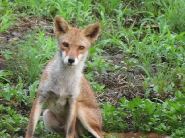 キツネっぽい 狐の画像あり みんなの趣味の園芸 Nhk出版 Simatyanさんの園芸日記
