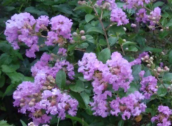 紫の矮性サルスベリは夏花壇の強い味方 写真1枚目 Tessenjoさんの日記 みんなの趣味の園芸 07 23