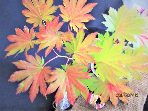 イタヤカエデ ハウチワカエデ の紅葉 みんなの趣味の園芸 Nhk出版 Meikaさんの園芸日記