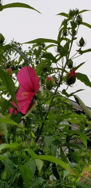 今朝のタイタンビカス アドニス は７輪の花 園芸日記 By Hanura みんなの趣味の園芸