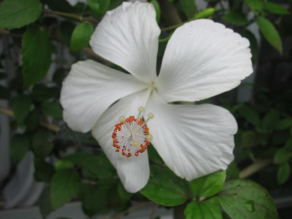 白い花 白い花 再び みんなの趣味の園芸 Nhk出版 クラウドナインさんの園芸日記