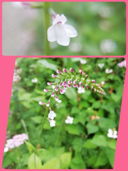 オオバコ科の花 みんなの趣味の園芸 Nhk出版 グレェーチカさんの園芸日記