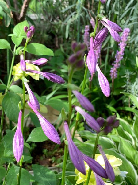 薄紫の花 みんなの趣味の園芸 By もっとん