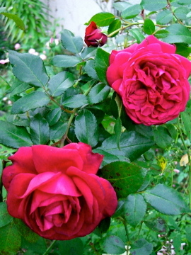 香らない強香薔薇２種 みんなの趣味の園芸 By ブラウンサム
