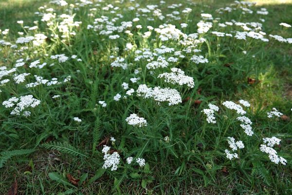 清楚な白い花 みんなの趣味の園芸 Nhk出版 小春さんの園芸日記