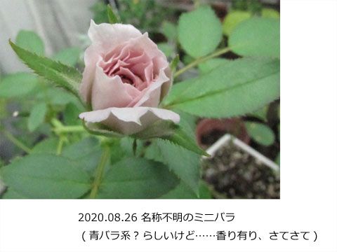 これも品種不明のミニバラです 園芸日記 By かきpon みんなの趣味の園芸 7211