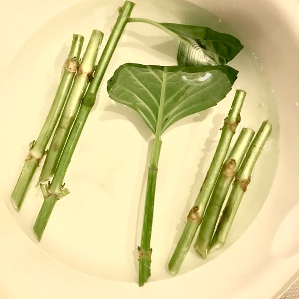 輸入紫陽花エメラルドグリーン 抹茶 の切り花から挿し木 みんなの趣味の園芸 Nhk出版 Miu Xoxoさんの園芸日記