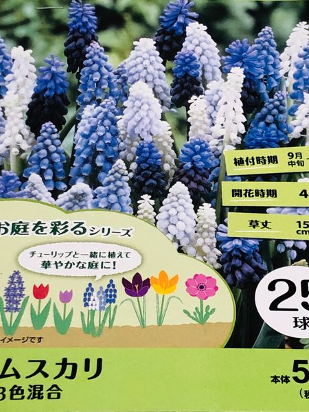 春咲き球根の管理 クロッカス ムスカリ編 園芸日記 By Masaさん みんなの趣味の園芸