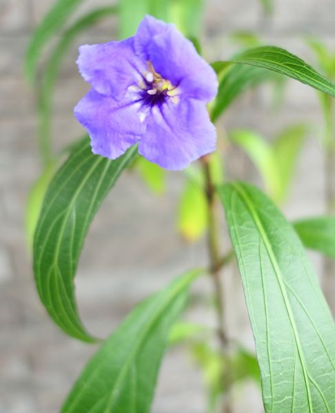夾竹桃のような葉と5弁の青紫色の花 あなたはだあれ 写真3枚目 Tsugeanさんの日記 みんなの趣味の園芸 10 12