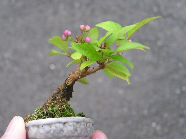 ミニ盆栽 紫式部 2 みんなの趣味の園芸 Nhk出版 たっちゃんさんの園芸日記 7302