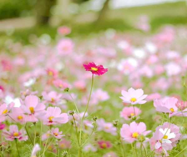 10月22日の誕生花は みんなの趣味の園芸 Nhk出版 あやふぅさんの園芸日記