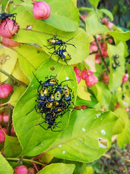 マユミの実と害虫 みんなの趣味の園芸 By カーチャママ