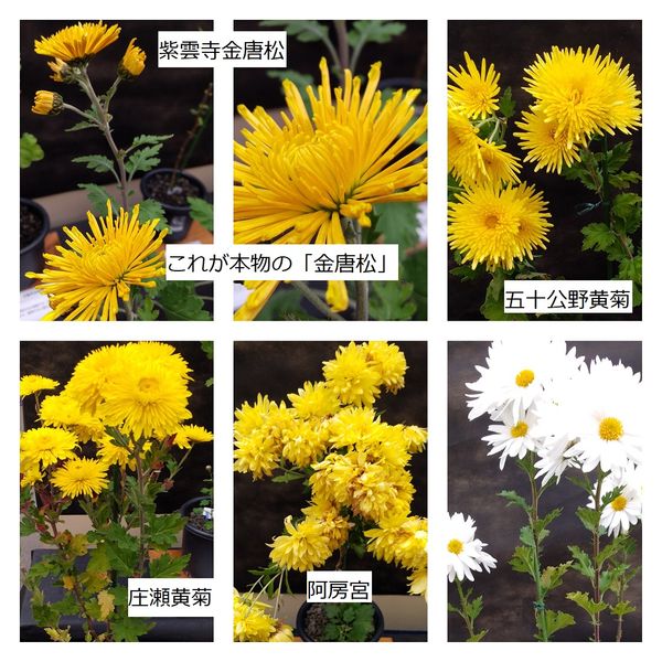 食用菊の展示 フラワーランド みんなの趣味の園芸 Nhk出版 Hanuraさんの園芸日記