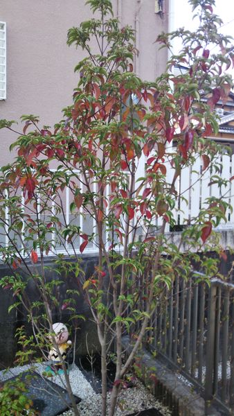 常緑ヤマボウシの紅葉と実 みんなの趣味の園芸 By ゆめキラ