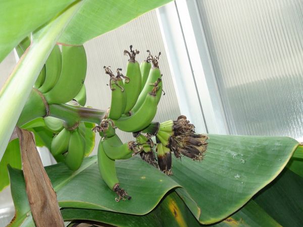 バナナの花を切りました みんなの趣味の園芸 Nhk出版 ヨシチャンさんの園芸日記