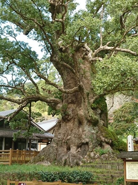 日本一のくすの木 鹿児島 蒲生 みんなの趣味の園芸 Nhk出版 エクボおばさんさんの園芸日記