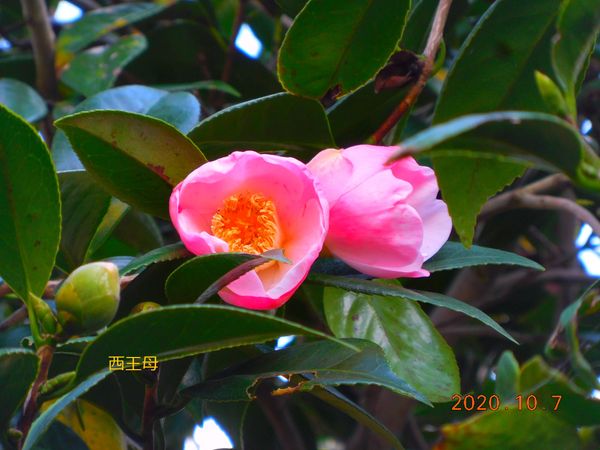 椿の季節 茶花の名花たち みんなの趣味の園芸 Nhk出版 つばきやまさんの園芸日記