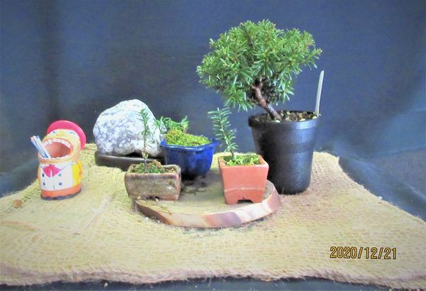 八房イチイ キャラボク 伽羅木 挿木で小盆栽づくり みんなの趣味の園芸 Nhk出版 Meikaさんの園芸日記