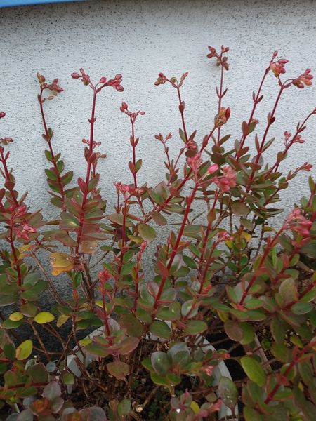 シレネピンクパンサーこぼれ種で咲いたよ 写真3枚目 あおさのりさんの日記 みんなの趣味の園芸 12 29