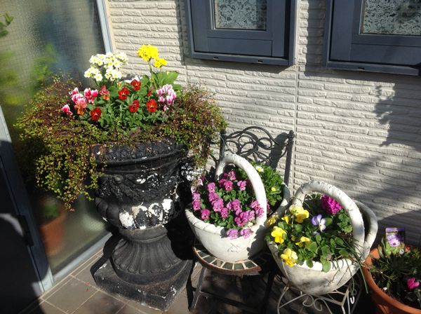 玄関前の鉢植え みんなの趣味の園芸 By 花フェスタ大好き人間