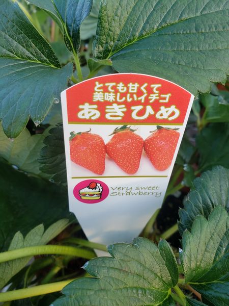 イチゴ アキヒメ みんなの趣味の園芸 Nhk出版 金子 明人さんの園芸日記
