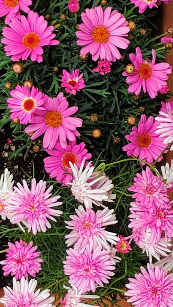 マーガレットの花びらが 園芸日記 By たぬき丸 みんなの趣味の園芸