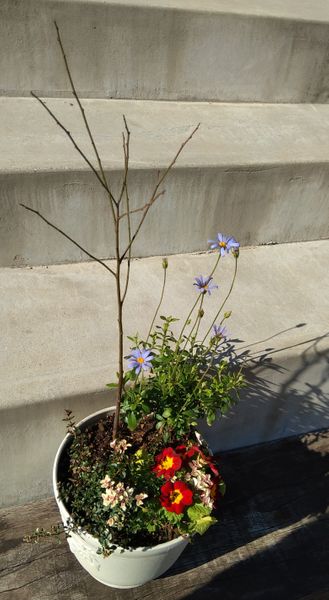 庭の花 90 ブルーデージーとタイムの寄せ植え 園芸日記 By 枇杷 みんなの趣味の園芸