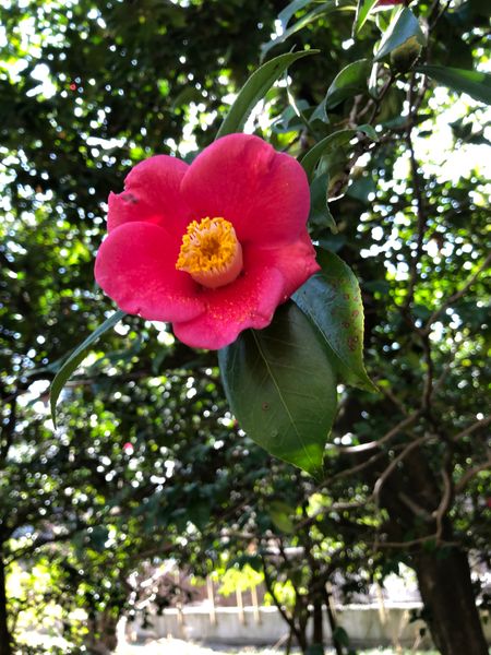 小石川植物園の梅 みんなの趣味の園芸 Nhk出版 Rumikohさんの園芸日記