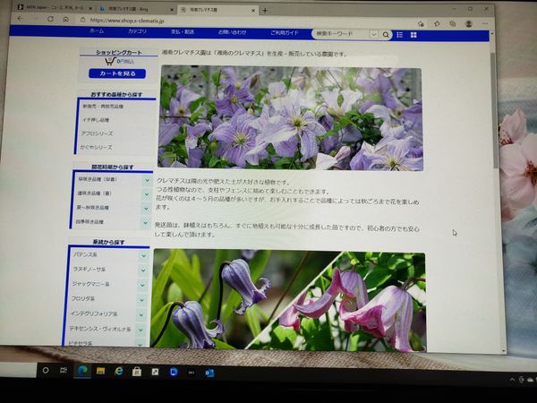 クレマチス 新品種 みんなの趣味の園芸 Nhk出版 金子 明人さんの園芸日記