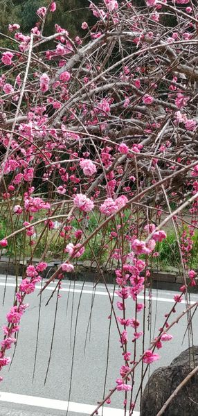 春の花木 みんなの趣味の園芸 Nhk出版 コンカドールさんの園芸日記