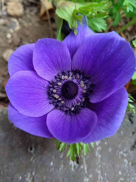 アネモネの紫 みんなの趣味の園芸 Nhk出版 ようべえさんの園芸日記